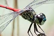 Australian Dragonflies